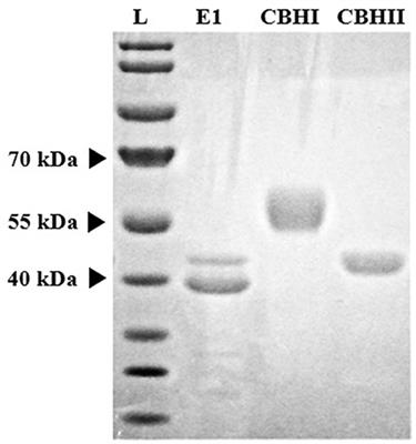 Effects of Oligosaccharides Isolated From Pinewood Hot Water Pre-hydrolyzates on Recombinant Cellulases